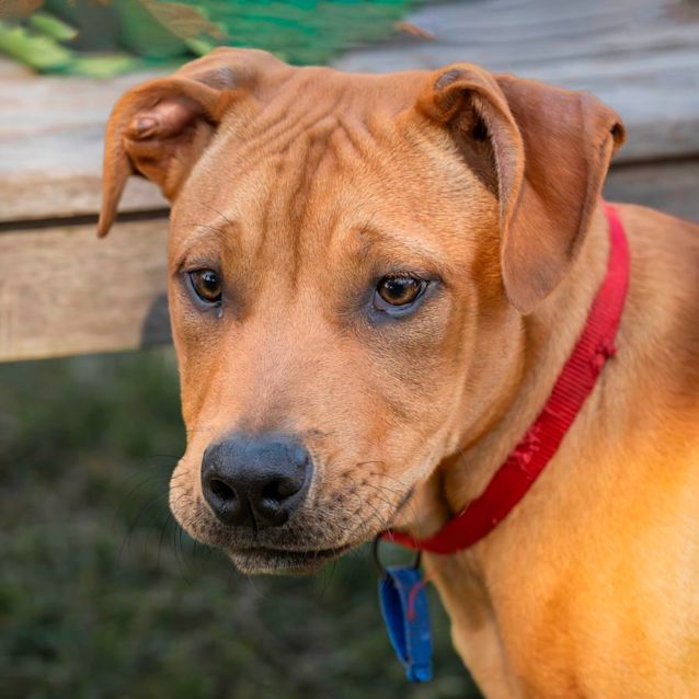 Photo of Jaxon   4 Month Old Mastiff X (Trial)