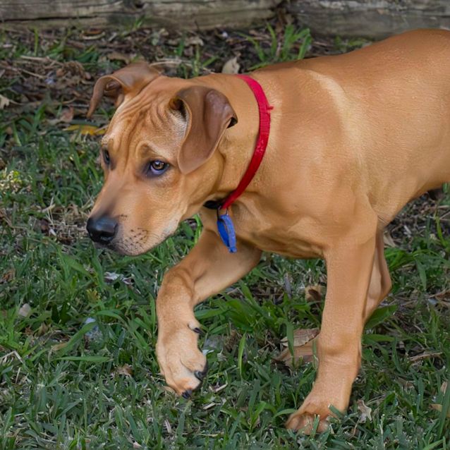 Photo of Jaxon   4 Month Old Mastiff X (Trial)