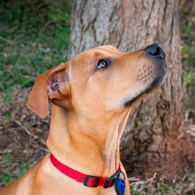 Photo of Jaxon   4 Month Old Mastiff X (Trial)
