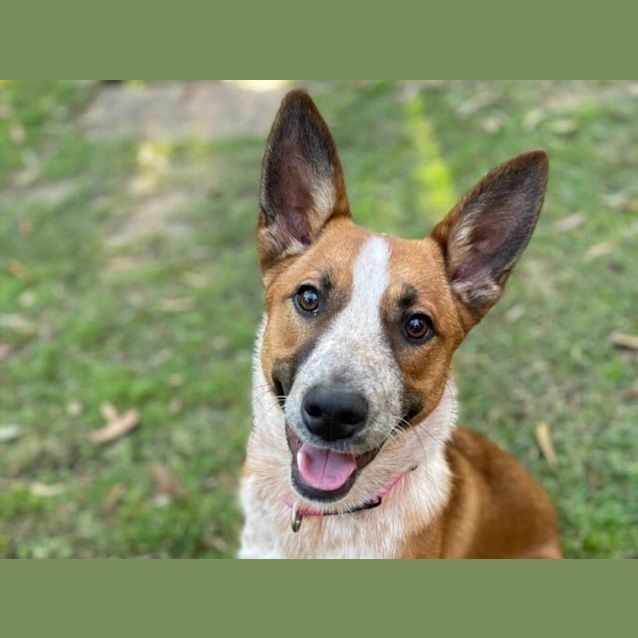 Photo of Lizzie(1297)