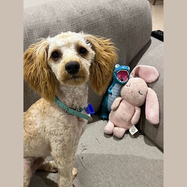 Photo of Benji   6 Month Old Cavoodle (Hold)