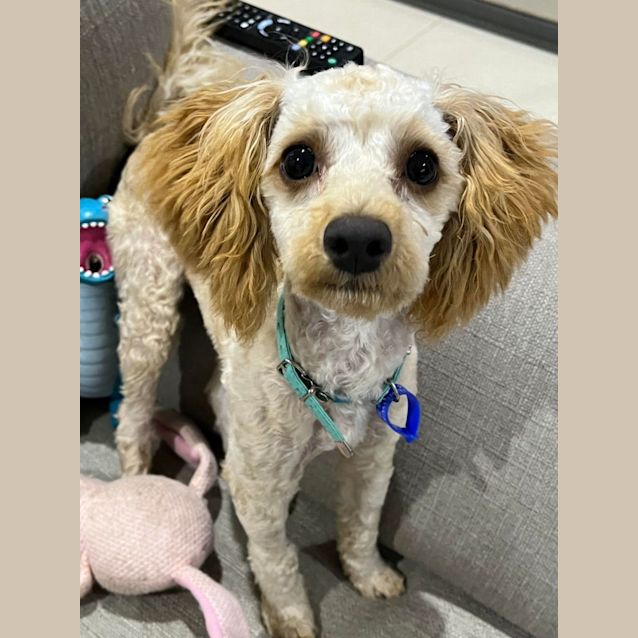 Photo of Benji   6 Month Old Cavoodle (Hold)