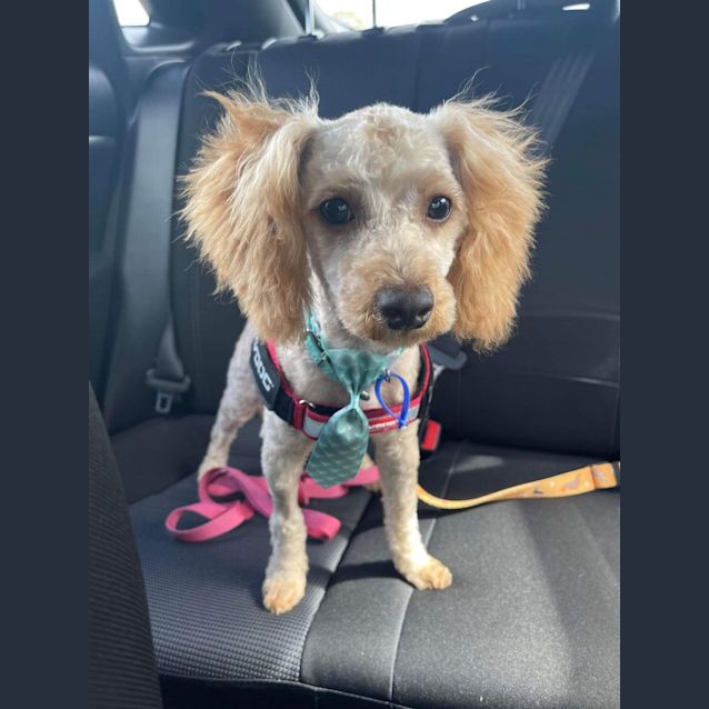 Photo of Benji   6 Month Old Cavoodle (Hold)