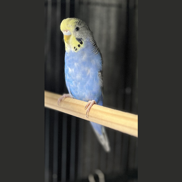 Photo of Bluebell