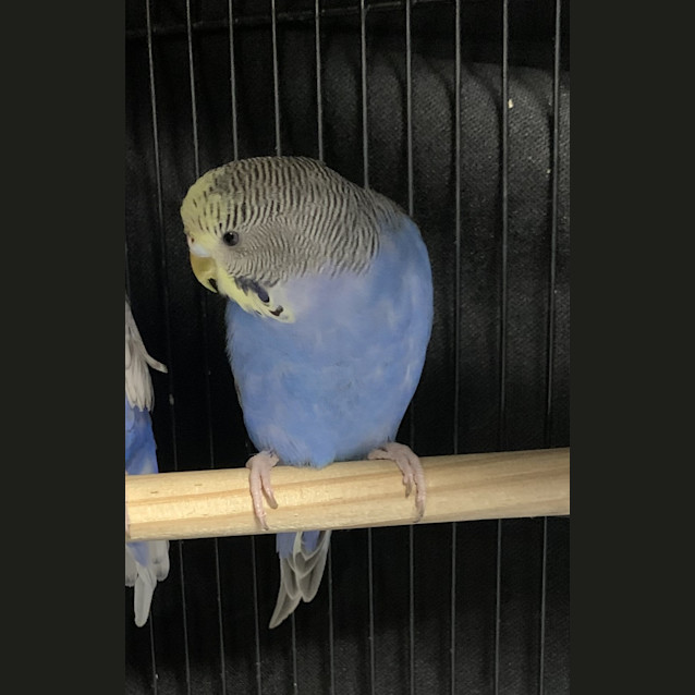 Photo of Bluebell