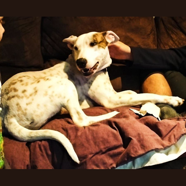 Photo of Poppy