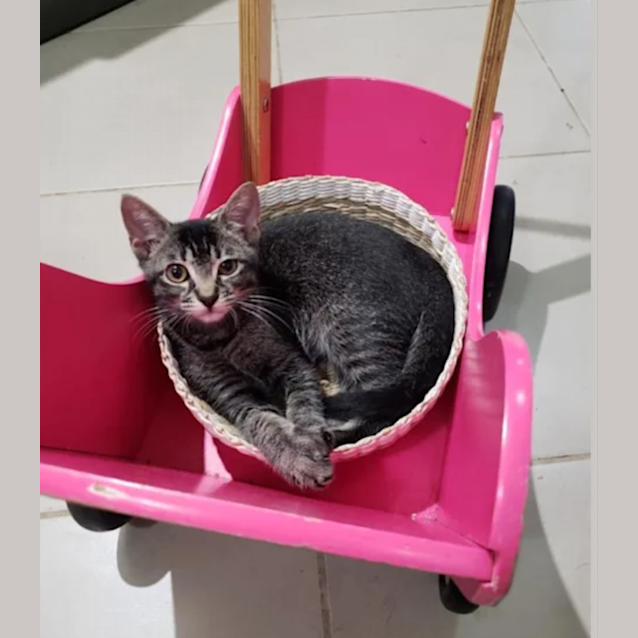 Photo of Queenie & Pretzel