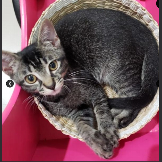 Photo of Queenie & Pretzel