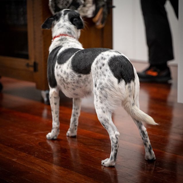 Photo of Spotty