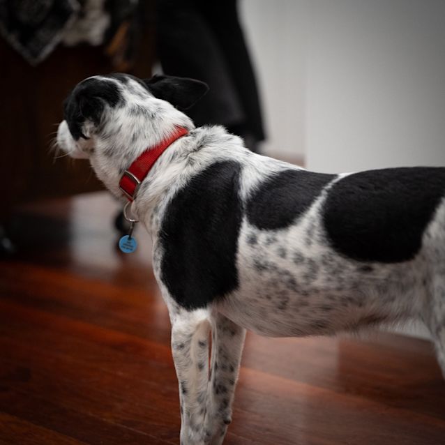 Photo of Spotty