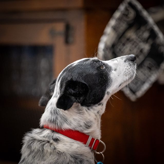 Photo of Spotty