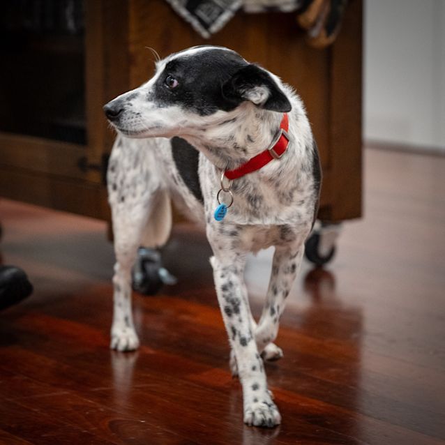 Photo of Spotty
