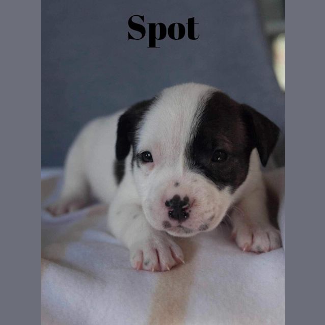 Photo of Spot (Yellow)