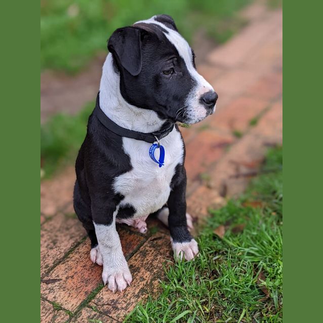 Photo of Donald   14 Week Old Shar Pei X Staffy (Trial)