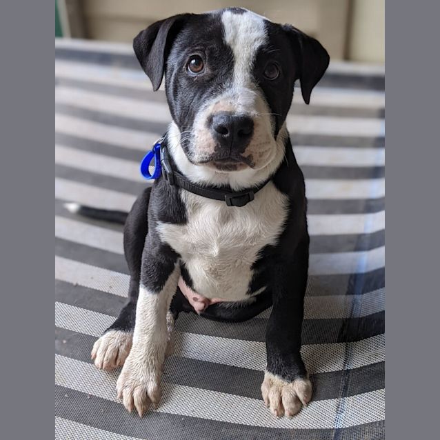 Photo of Donald   14 Week Old Shar Pei X Staffy (Trial)