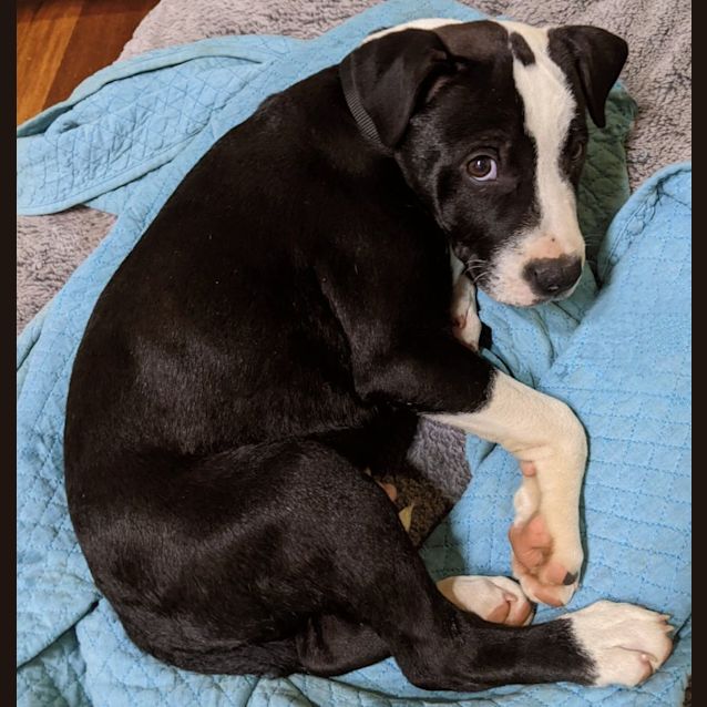 Photo of Donald   14 Week Old Shar Pei X Staffy (Trial)
