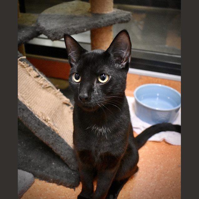 Photo of Salem
