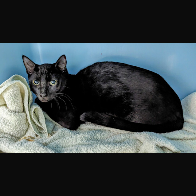 Photo of Salem