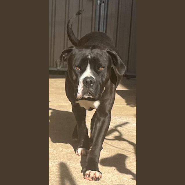 Photo of Nossi *On Trial In His New Home*