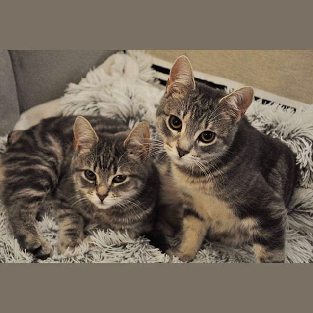 Photo of Lavender & Thumper 