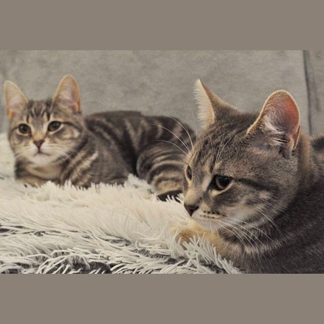 Photo of Lavender & Thumper 