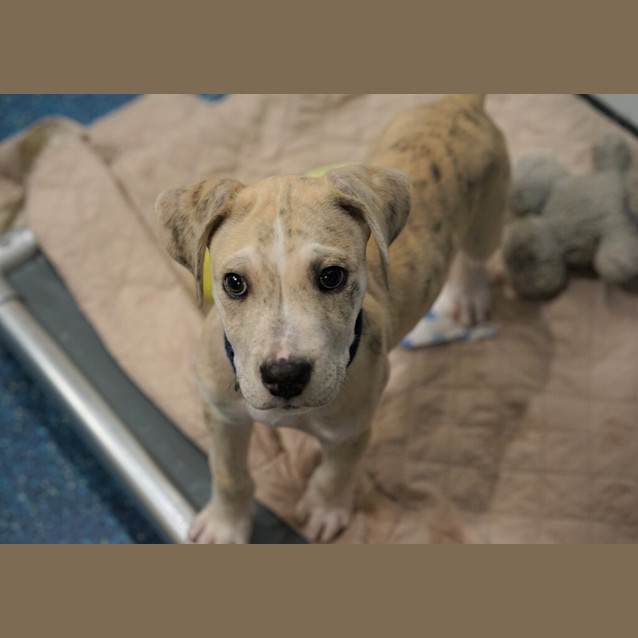 Photo of Choc Chip