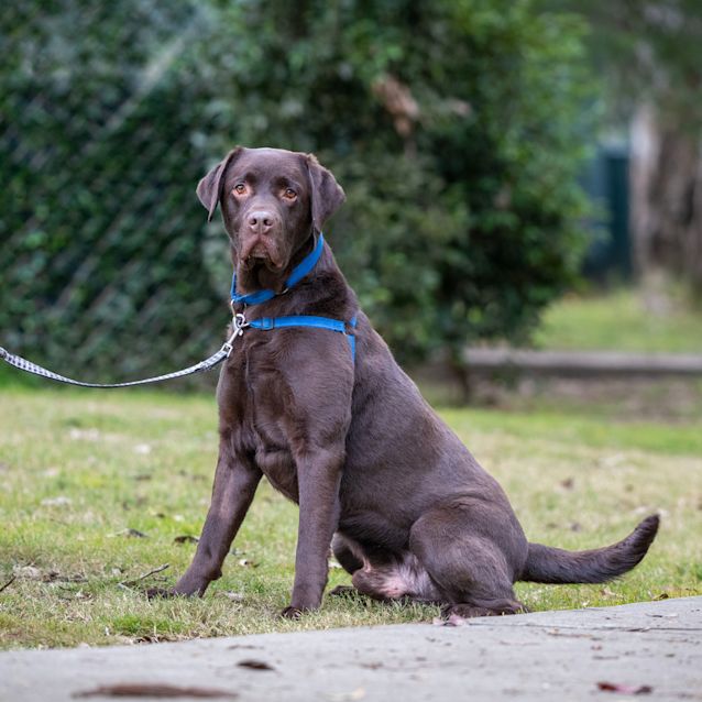 Photo of Loki