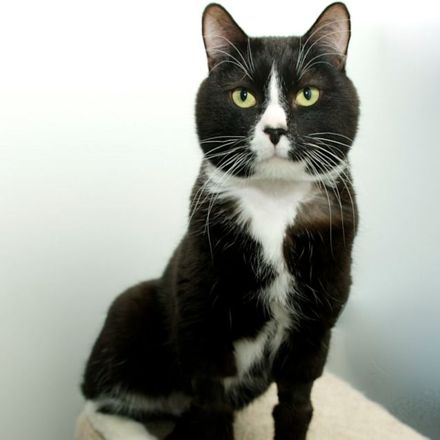 Photo of Oscar