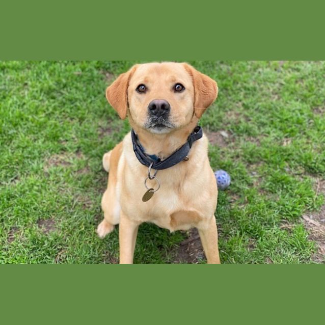 Photo of Lucky