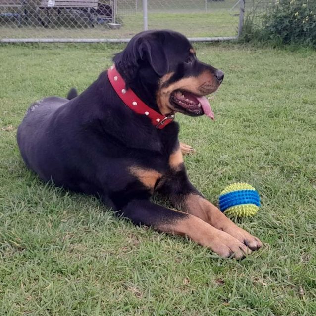 Photo of Buddy (60654)