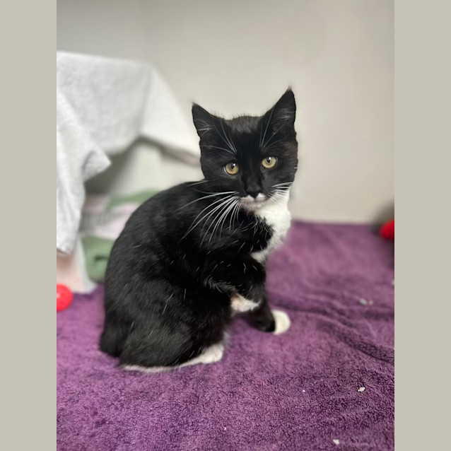 Photo of Otis