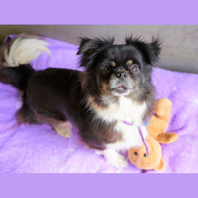 Photo of Luna