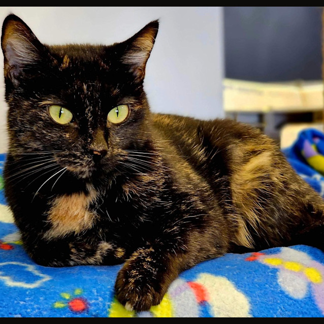 Photo of Tutu