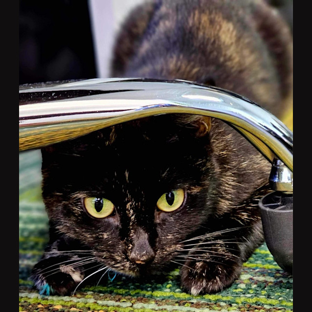 Photo of Tutu