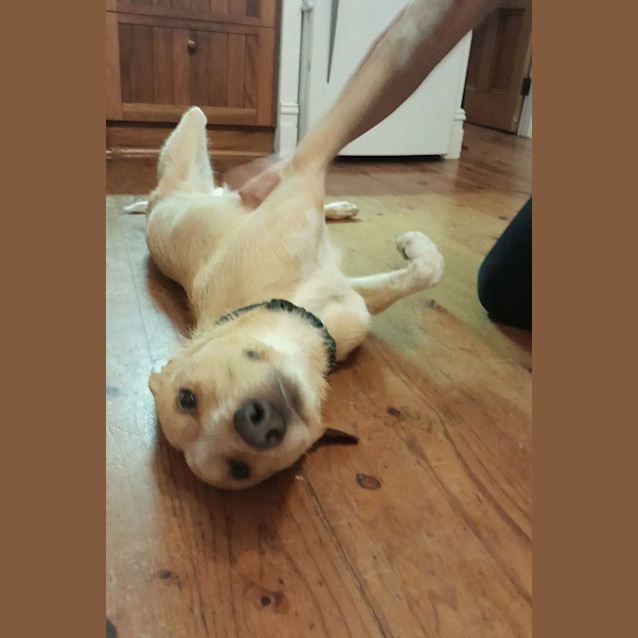 Photo of Benji