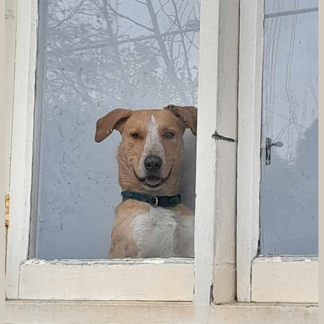 Photo of Benji