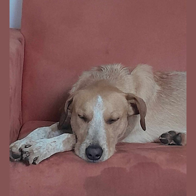 Photo of Benji
