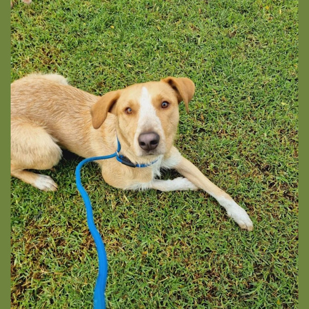 Photo of Benji
