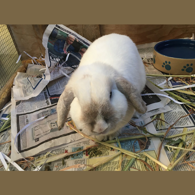 Photo of Pudding