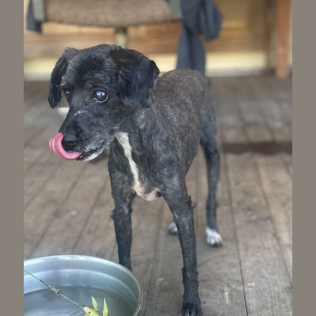 Stanley - 1 Year Old Chihuahua x Foxy (Trial) - Small Male Chihuahua Dog in  NSW - PetRescue