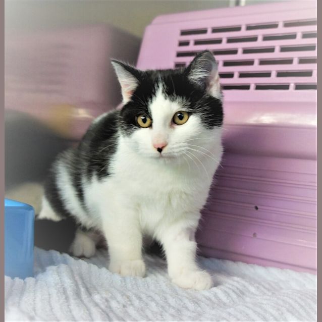 Photo of Topsy