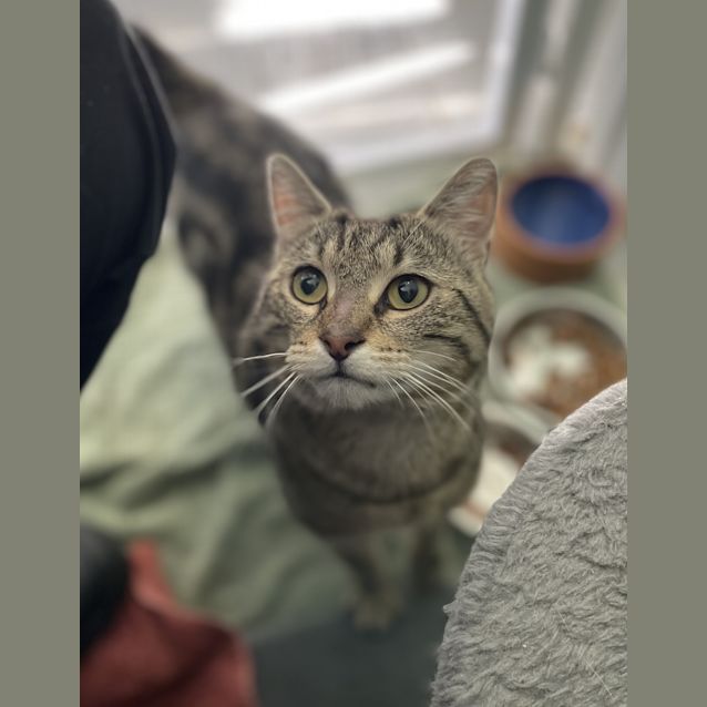 Photo of Achilles