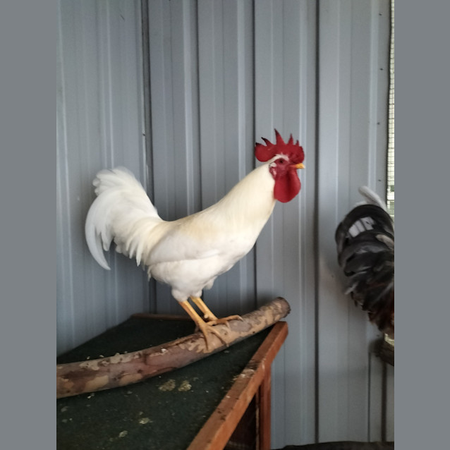Photo of Chicko