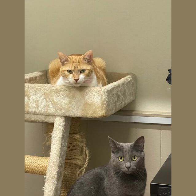 Photo of Marmalade And Reign