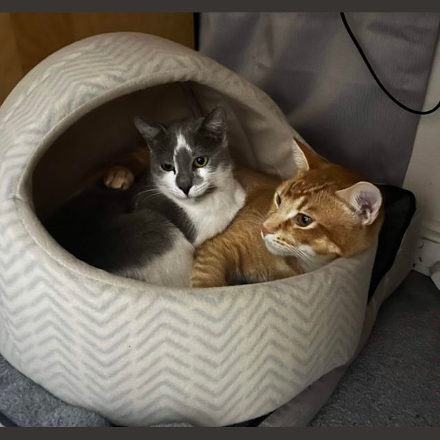 Photo of Snuggle & Crookshanks 