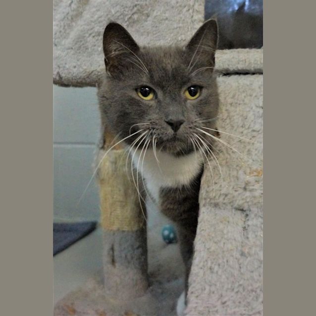 Photo of Smokey