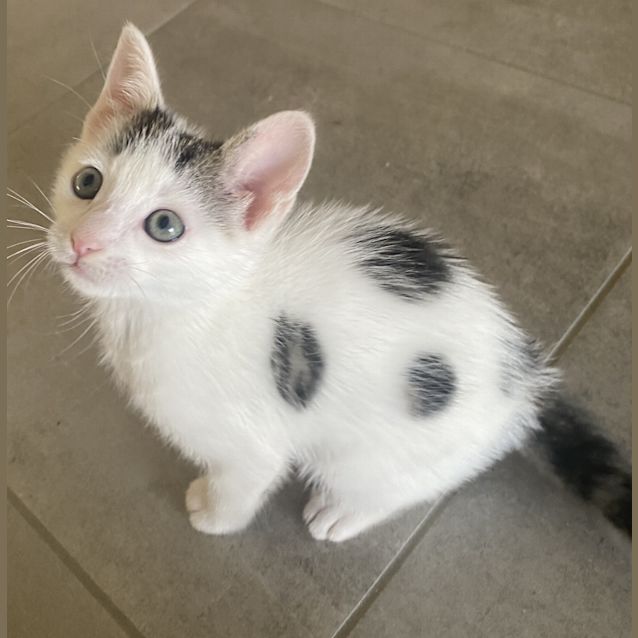 Photo of Momo