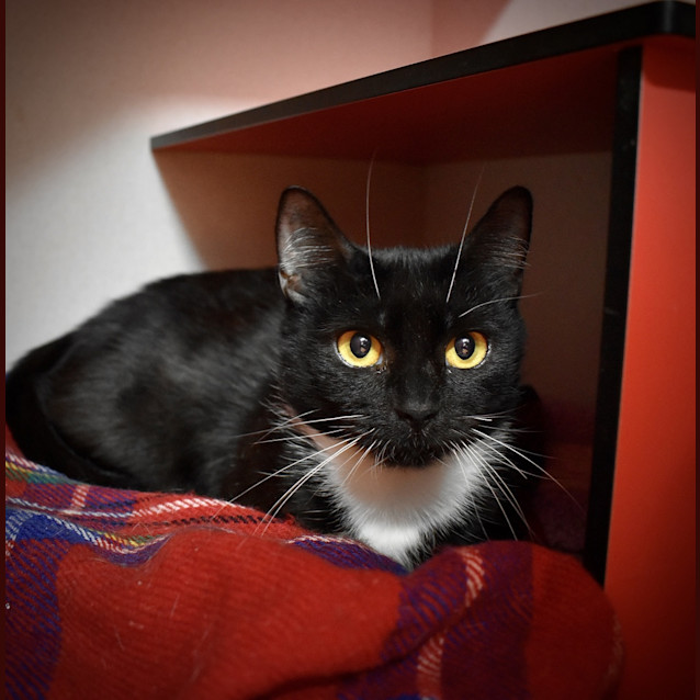 Photo of Sox