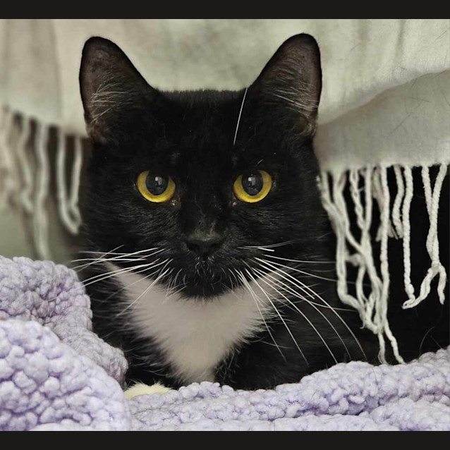 Photo of Sox