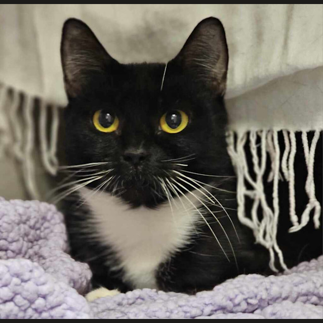 Photo of Sox